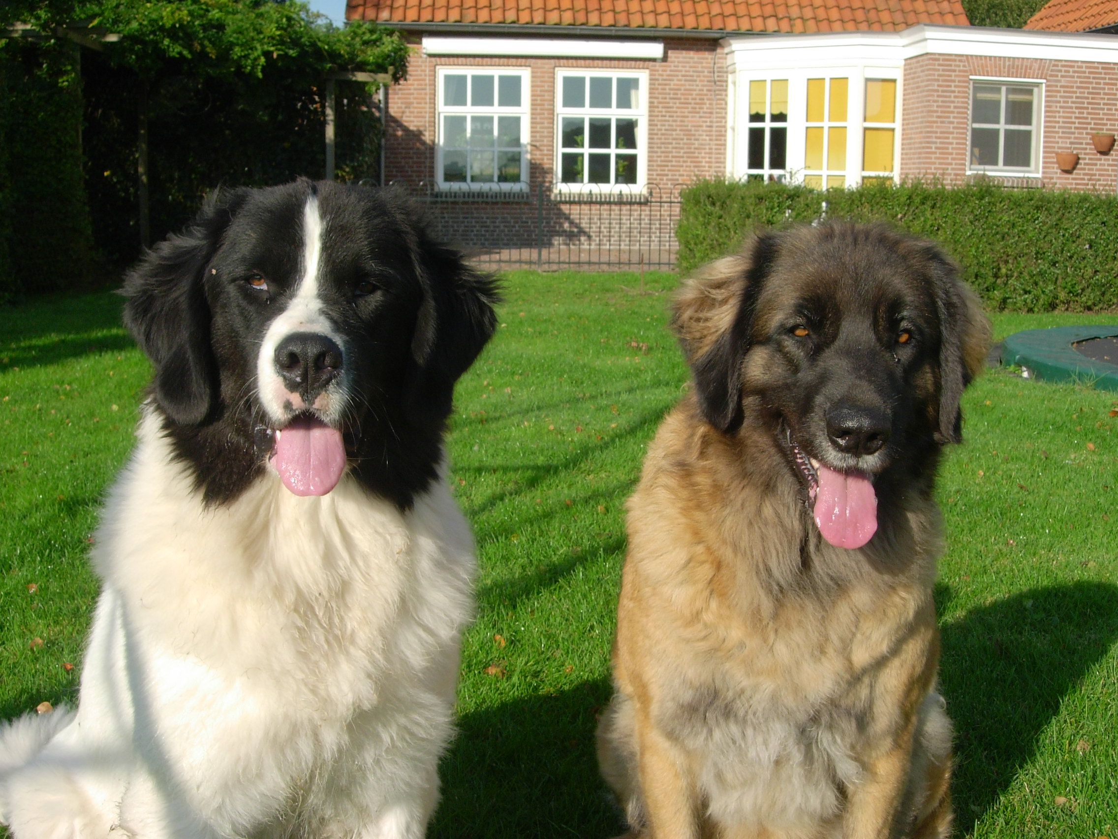 Onze honden
